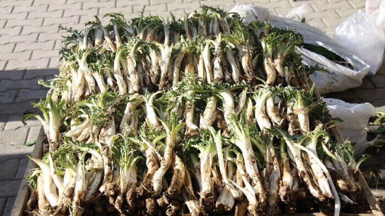 انتشار عکس از ریشه کنی گیاهان در فضای مجازی جرم است