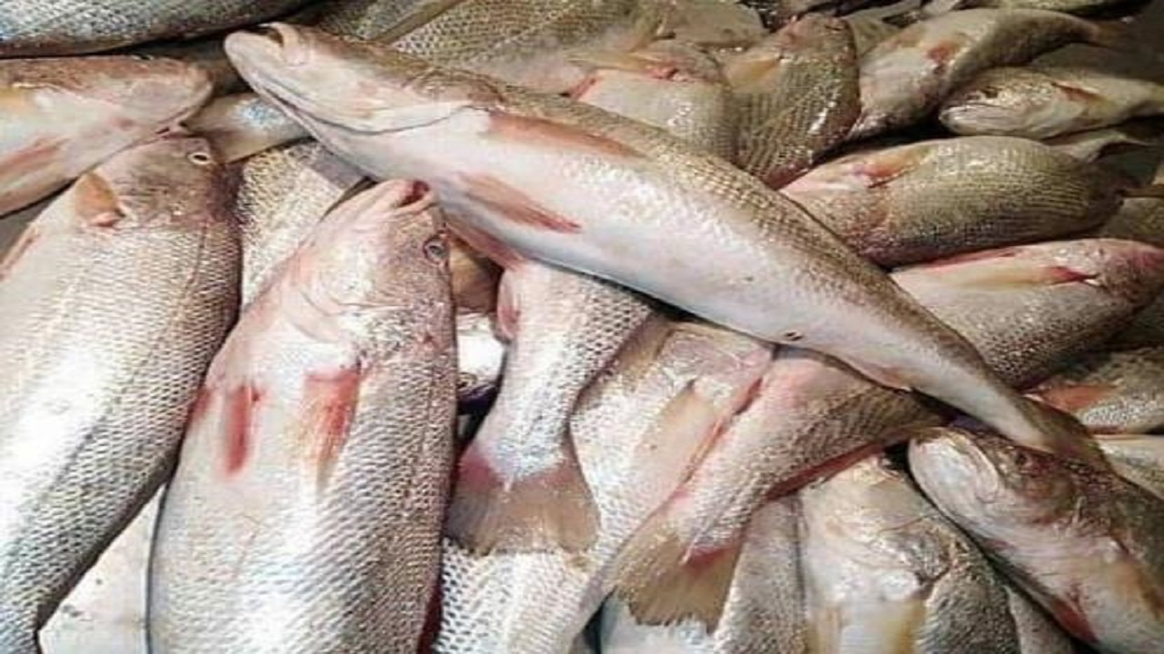 صید ماهی شوریده در حوزه آبی استان بوشهر آزاد شد
