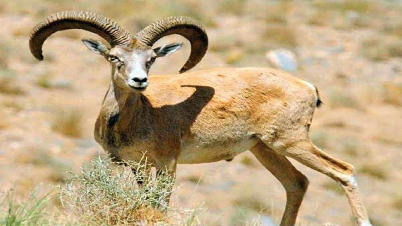 لاشه یک رأس قوچ وحشی کشف شد