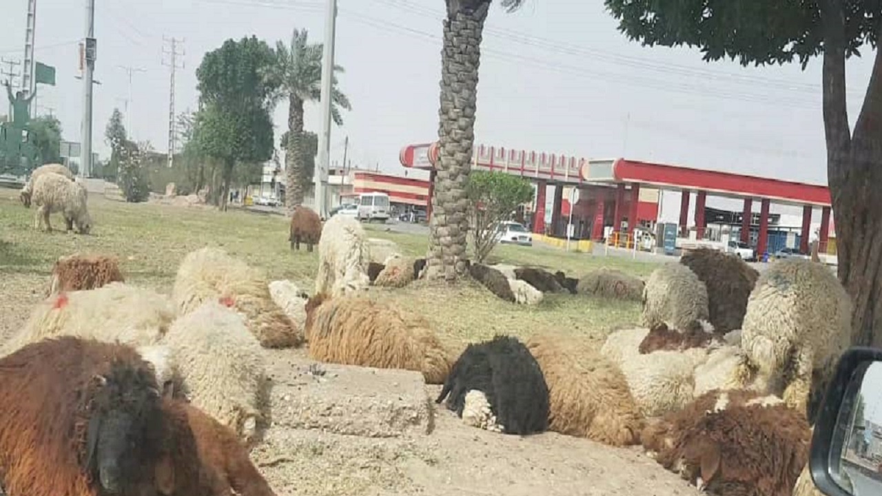 برخورد با صاحبان دام های سرگردان در خرمشهر + فیلم