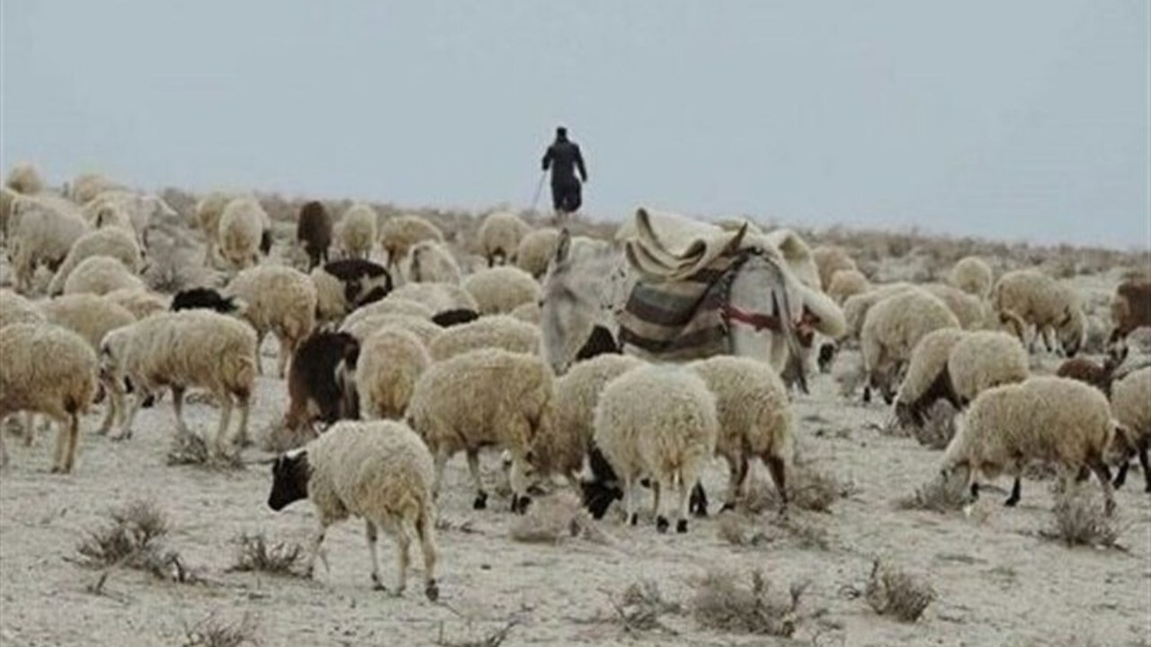 بیش از ۵۰ درصد از مواشی فاریاب دچار سوء تغذیه شده‌اند