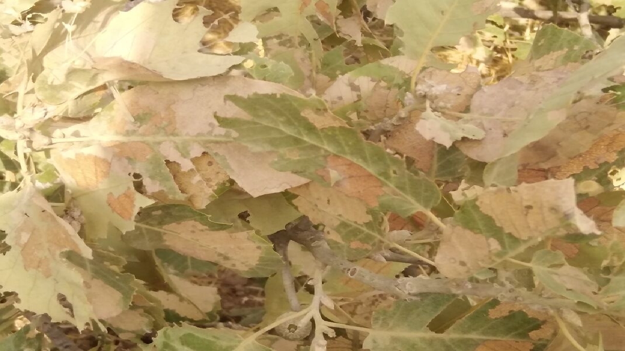 آفت پروانه برگ خوار سفید به جان جنگل های باشت افتاده است