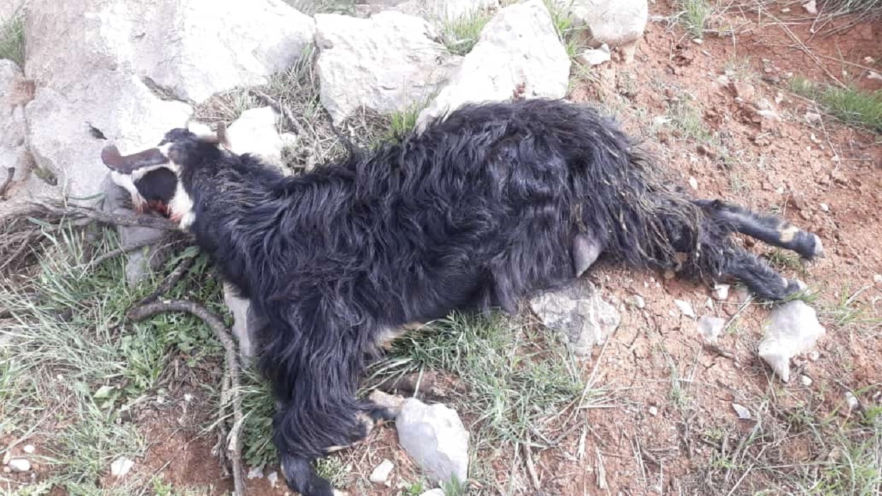 حمله گرگ به گله گوسفندان