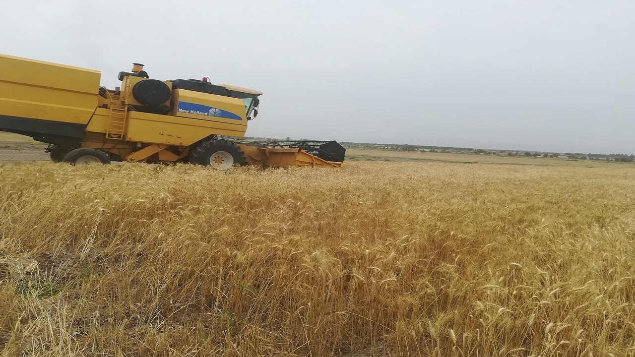 کار برداشت گندم در ایرانشهر بوسیله ۴۰ دستگاه کمباین آغاز شد
