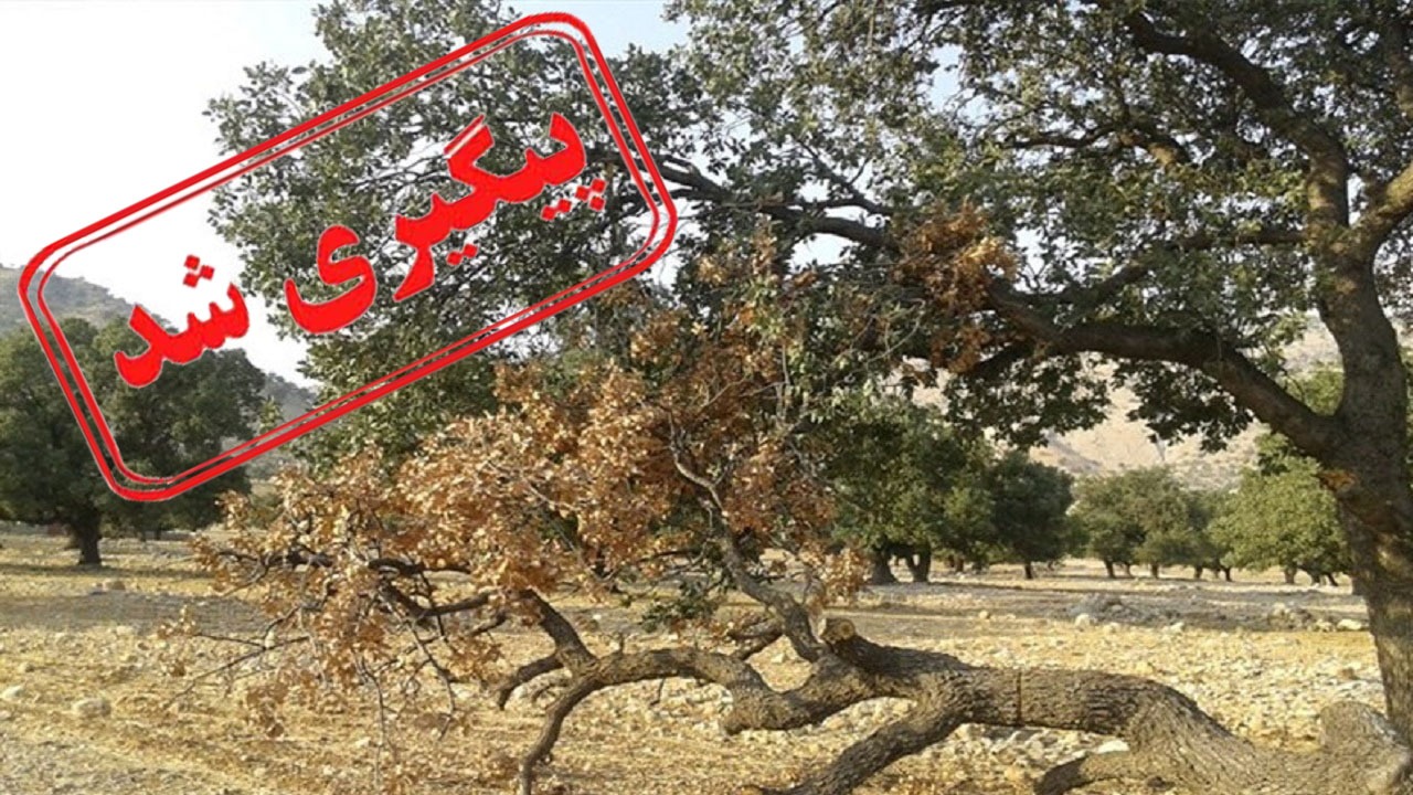 آفت زدایی درختان بلوط باشت در دست اجرا