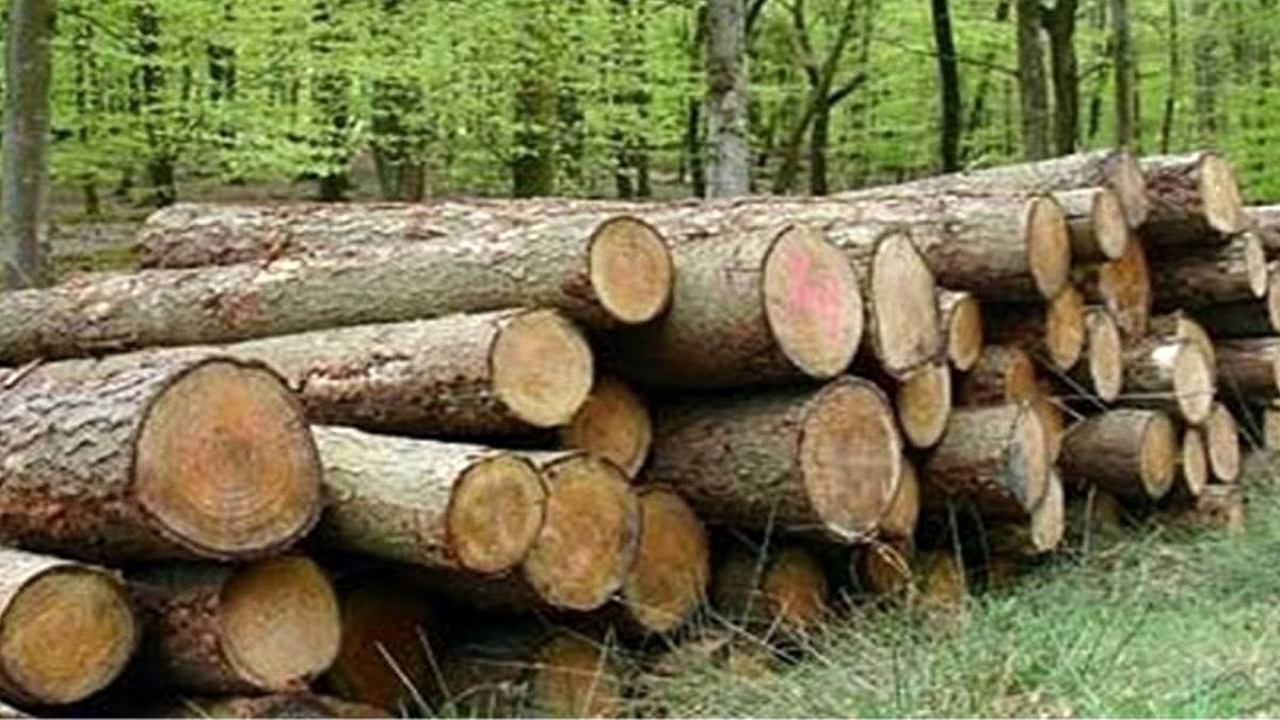 کشف ۱۰ تن چوب قاچاق در شهرستان درگزین