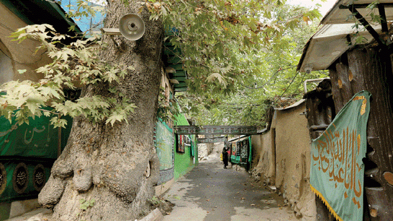 ثبت ملی چهار درخت کهنسال استان تهران؛ از چنار تکیه سرآسیاب کن تا درختان ارس روستای دهنار