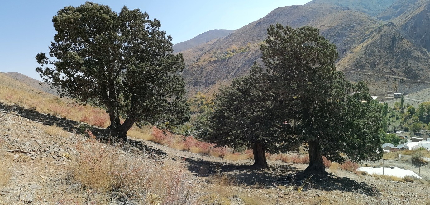 مجموعه درختان ارس روستای دهنار