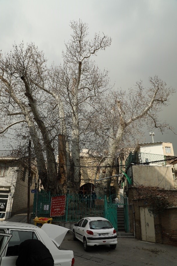 درختان چنار کهنسال مسجد جامع سوهانک