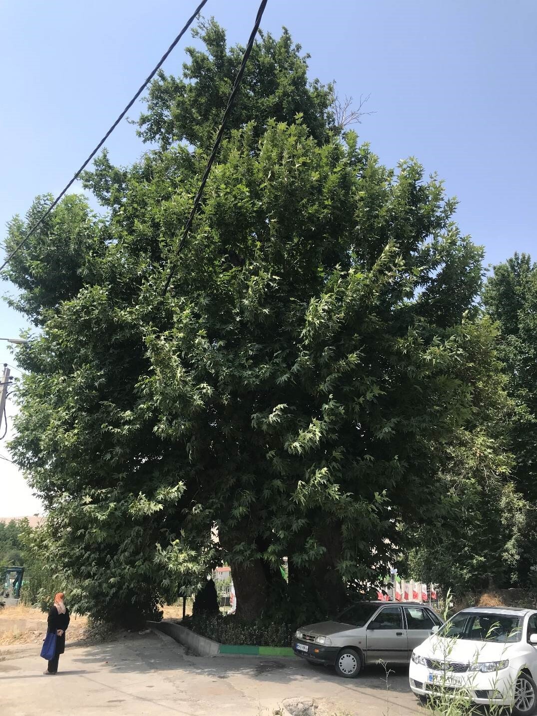 درخت چنار کهنسال میدان ناران لواسان
