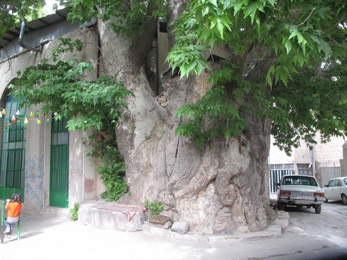 درخت چنار تکیه سرآسیاب کن