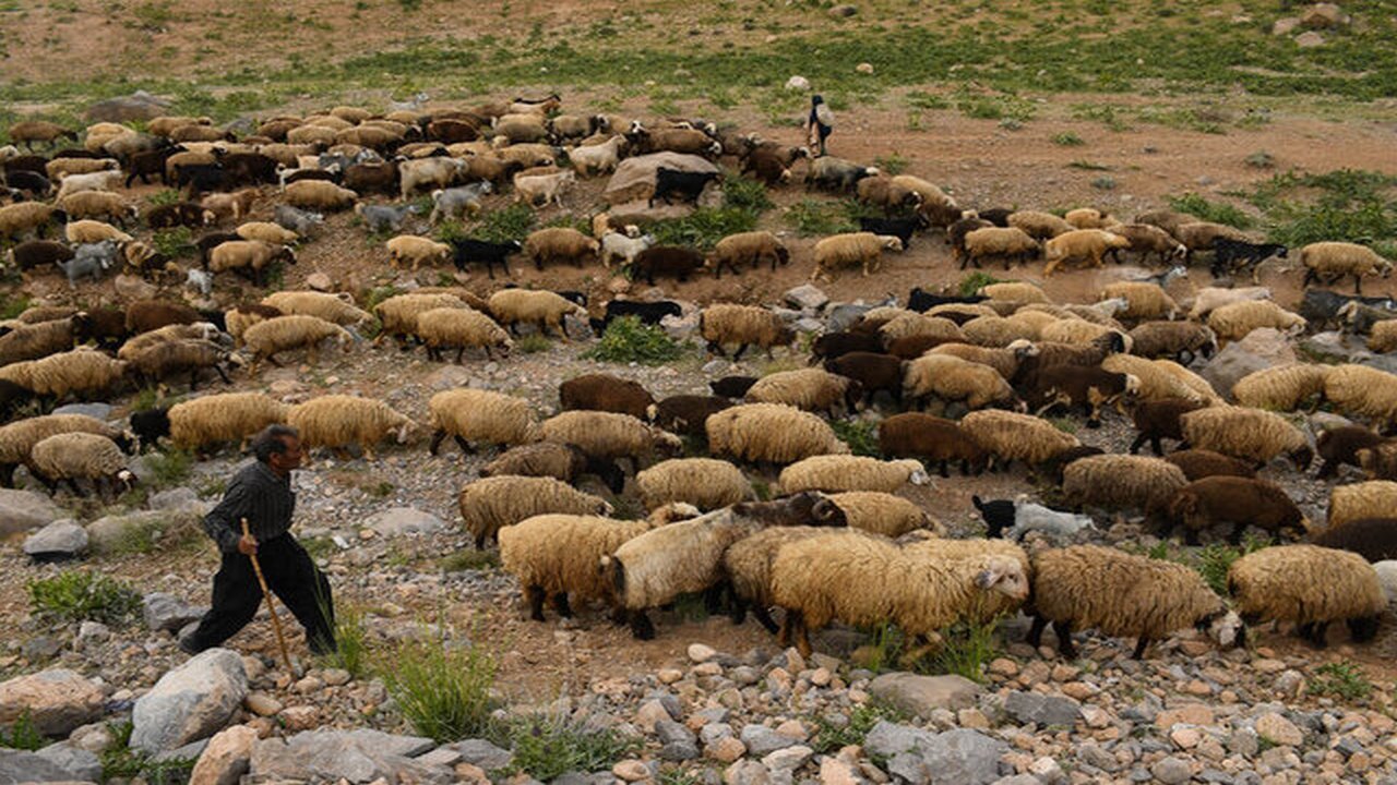 کاهش تعداد دام در عشایر دغدغه این روزهای استان ایلام