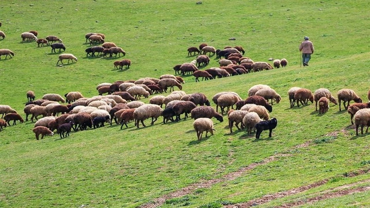 کاهش ۳۵ درصدی تولید فرآورده‌های دامی عشایری ایلام
