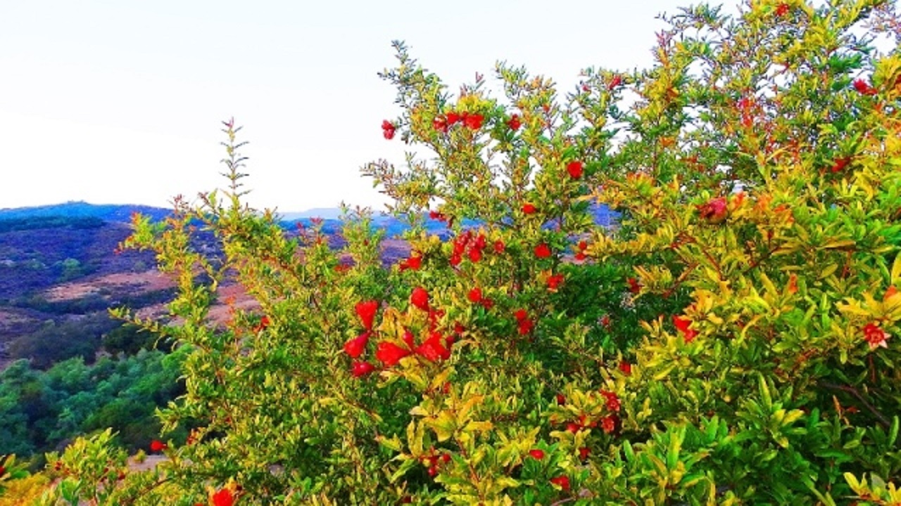 آغاز گل دهی انار در خور و بیابانک