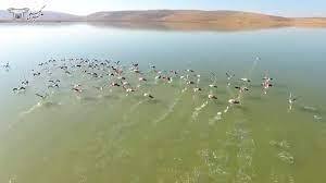 آبگیری تالاب‌ها در شهرستان نقده