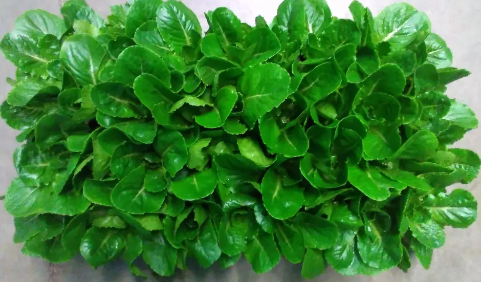کاهو تراریخته
