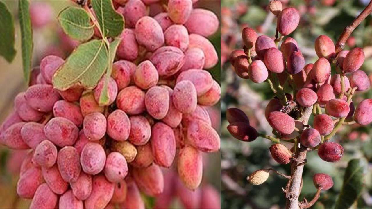 جبران خسارت‌ سرمازدگی محصولات کشاورزی نیازمند کمک دولت است