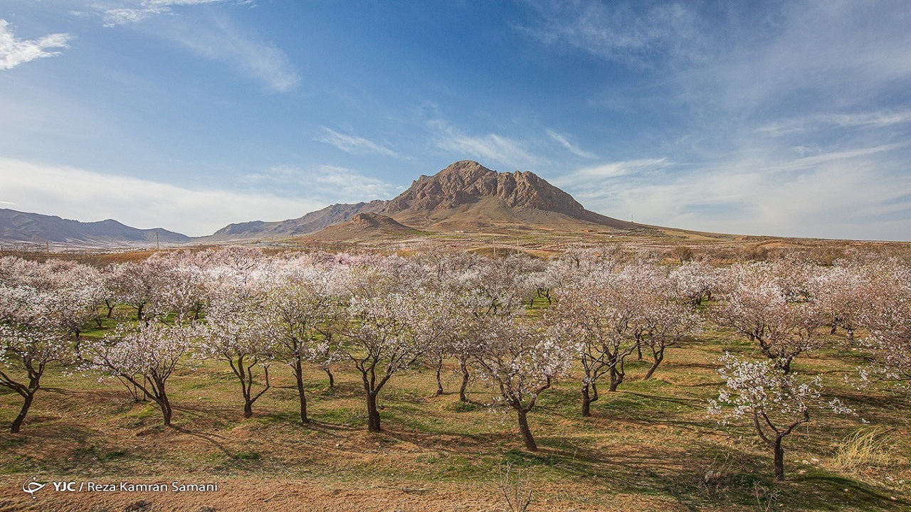 جابه جایی درختان در بهار خلاف است