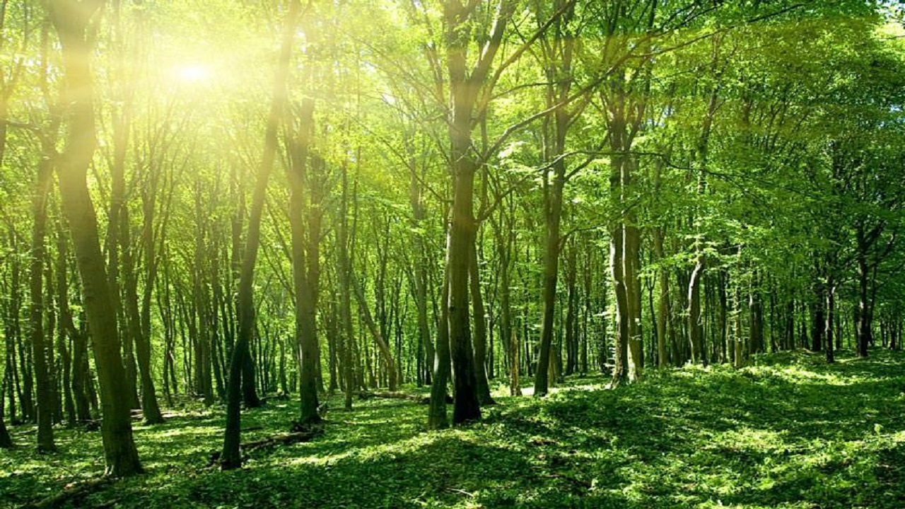 تبدیل بیابان به جنگل در ۴۰ سال + فیلم