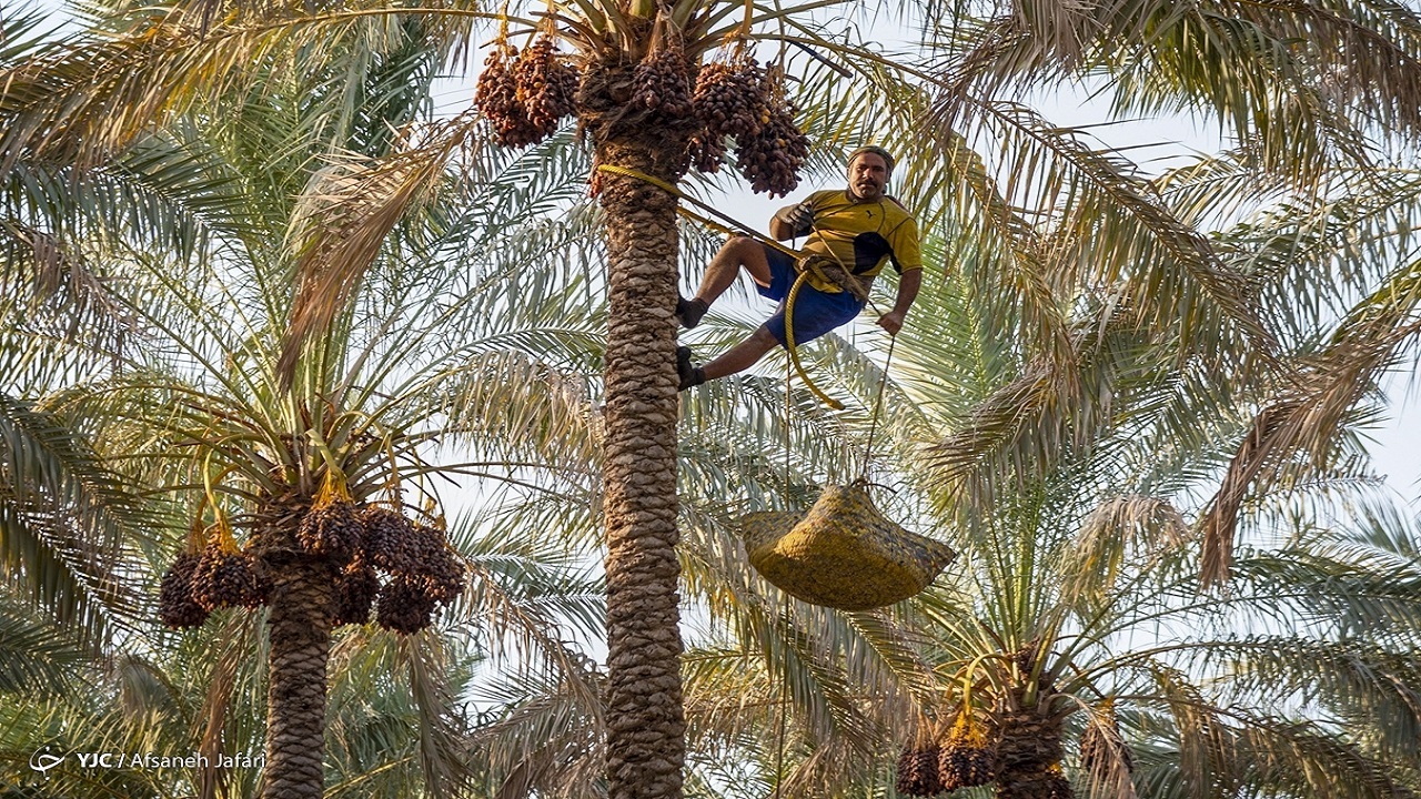 طرح تحول نخلستان در ۳۴ هزار هکتار باغ استان بوشهر اجرا می‌شود