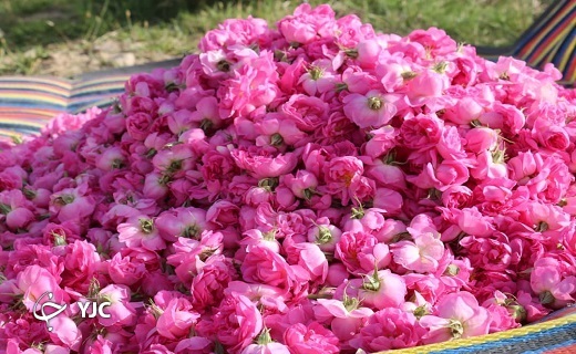 آغاز برداشت گل محمدی در شهرستان خاتم+تصاویر
