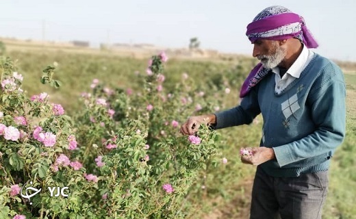 آغاز برداشت گل محمدی در شهرستان خاتم+تصاویر