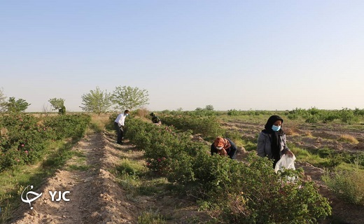 آغاز برداشت گل محمدی در شهرستان خاتم+تصاویر