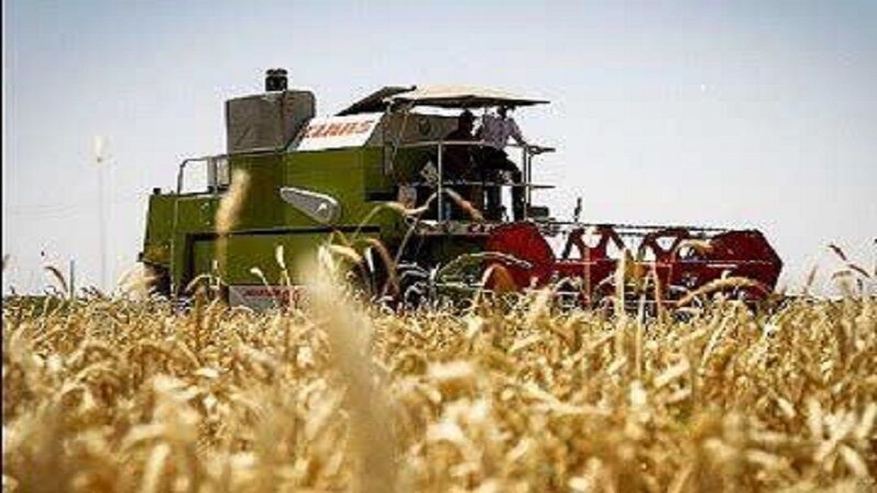 ۲۸ هزار هکتار از کشتزارهای دیم گندم و جوی لارستان به برداشت نرسید
