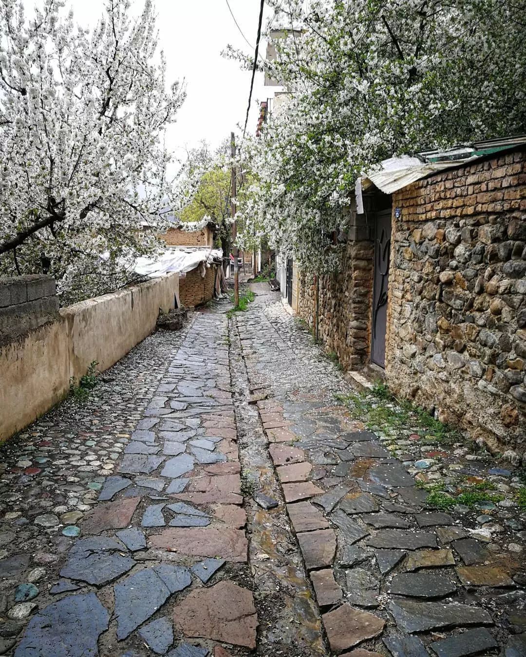 تصاویری از طبیعت بهاری روستای سنگان