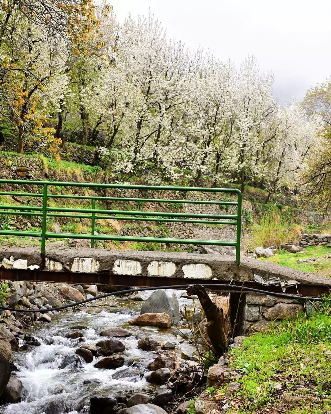 تصاویری از طبیعت بهاری روستای سنگان