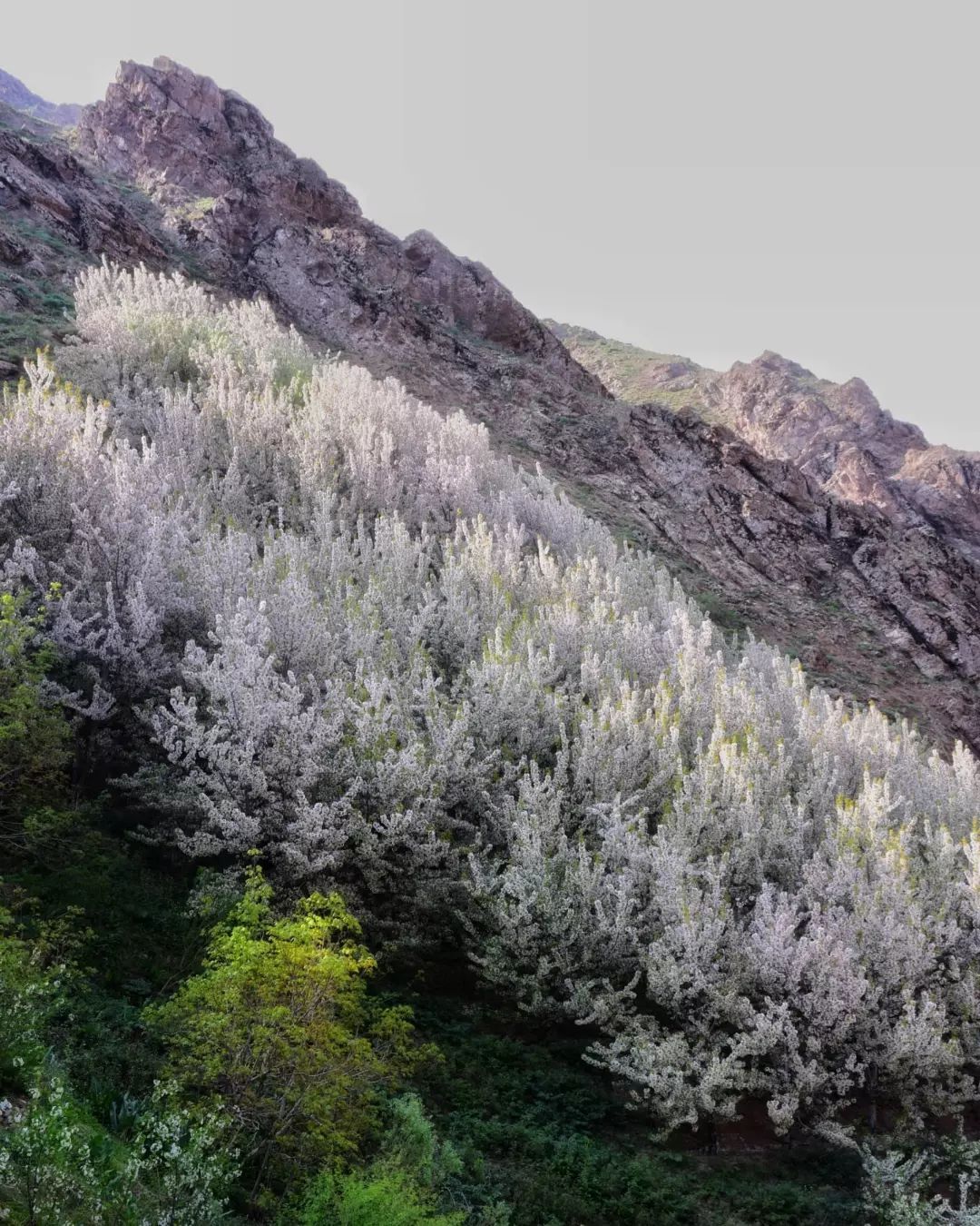 تصاویری از طبیعت بهاری روستای سنگان