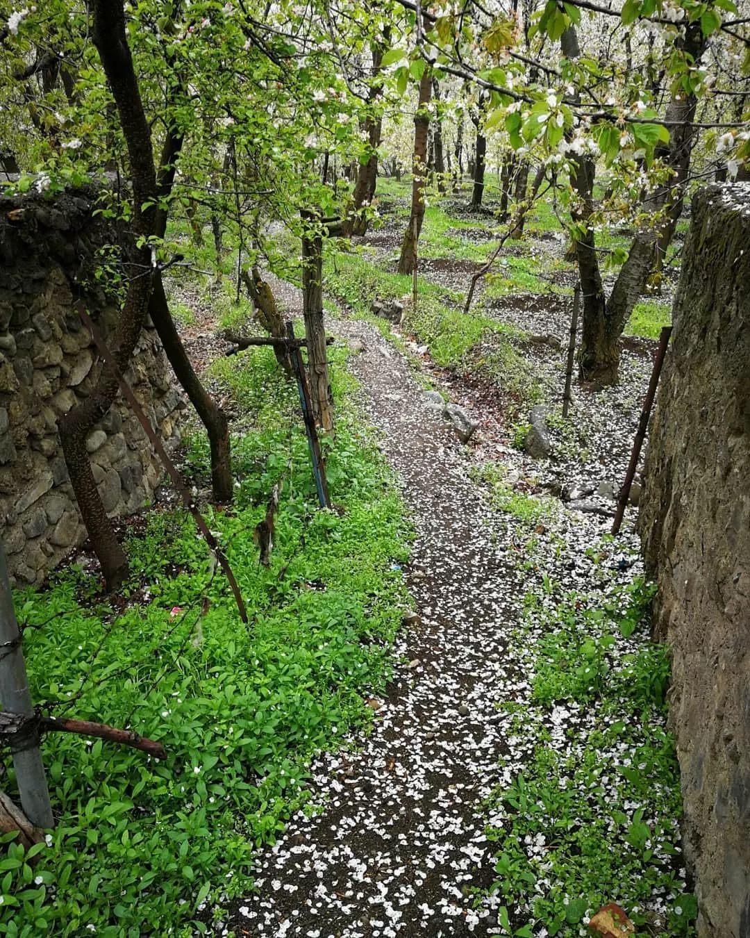 تصاویری از طبیعت بهاری روستای سنگان