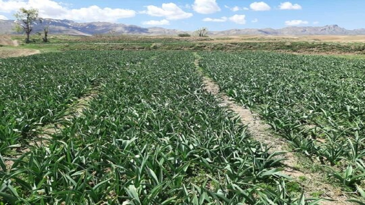 کاشت گیاه موسیر در آوج