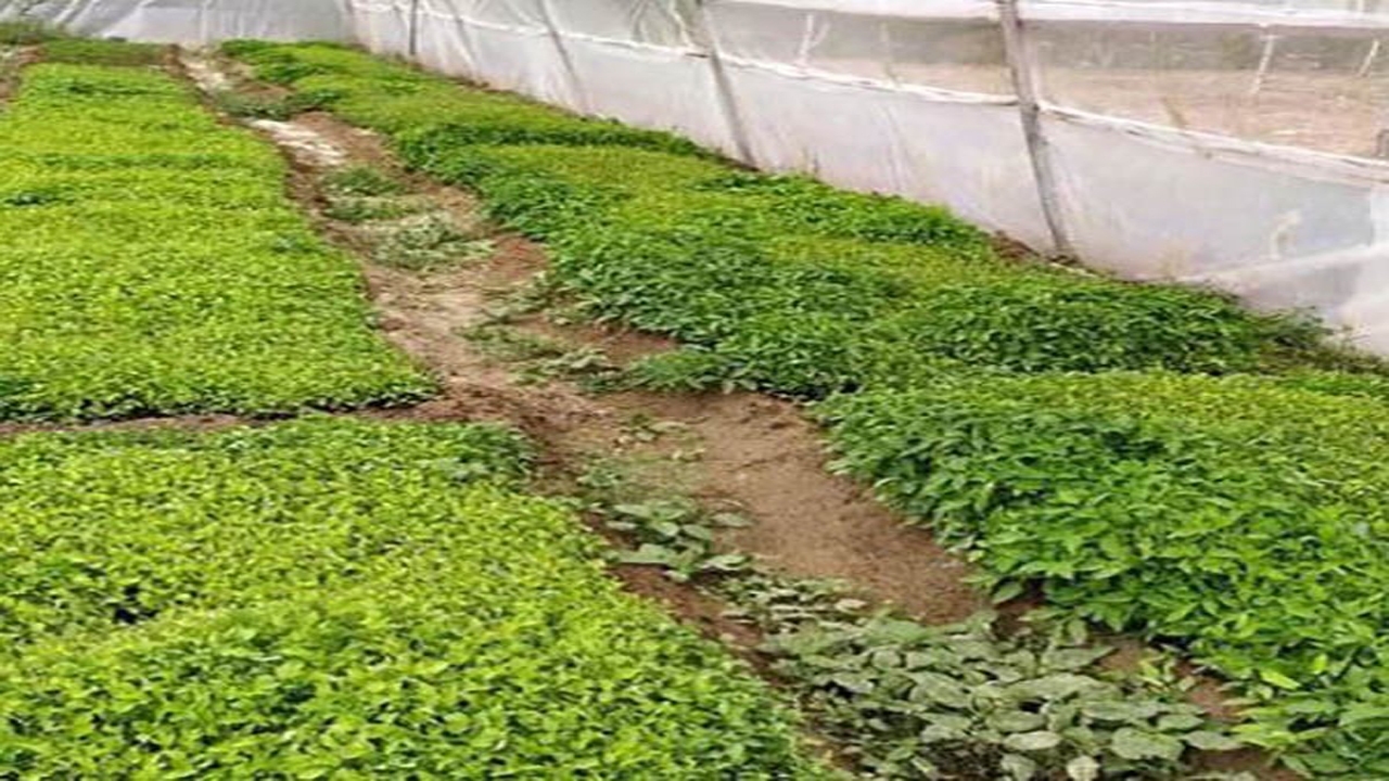 ۱۳ هزار هکتار در خراسان شمالی زیر کشت حبوبات دیم می‌رود