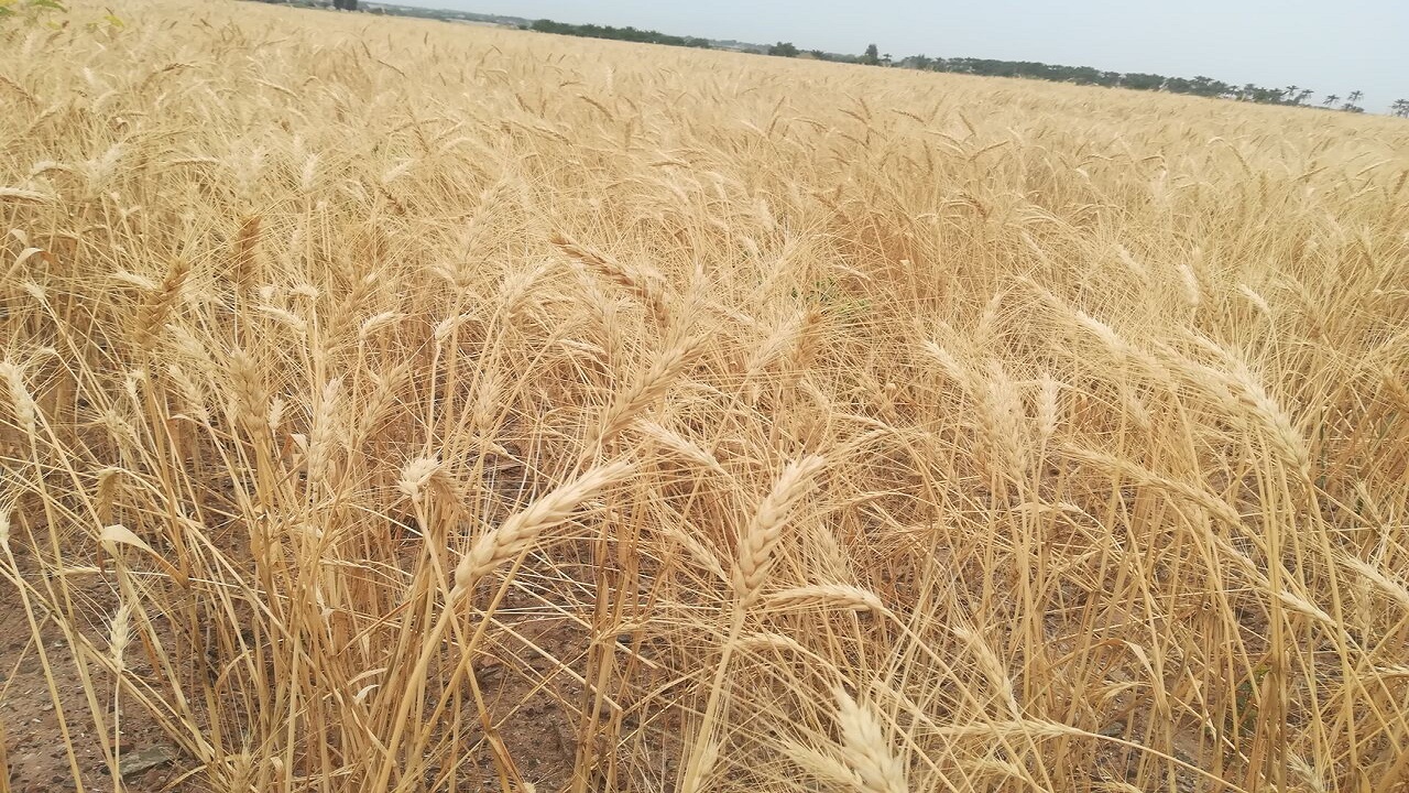خسارت ۱۰۰ درصدی به اراضی کشاورزی شهرستان چوار