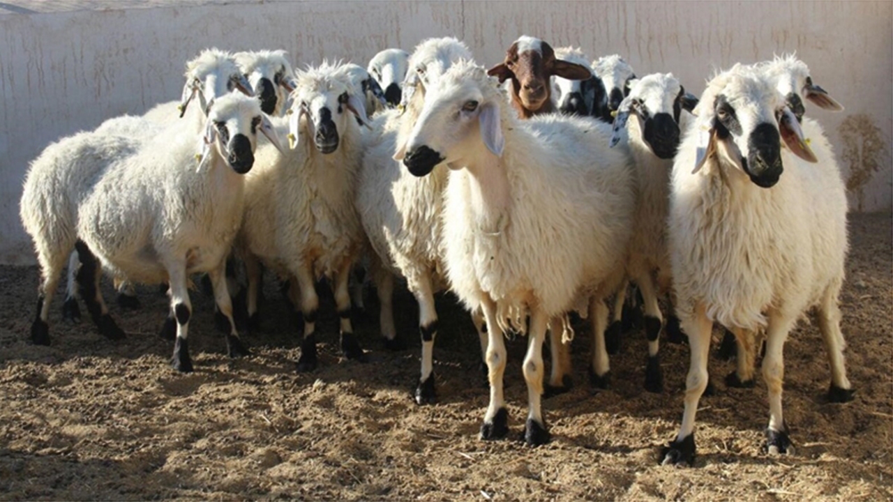 جریمه ۴ میلیاردی قاچاقچی دام در شیراز