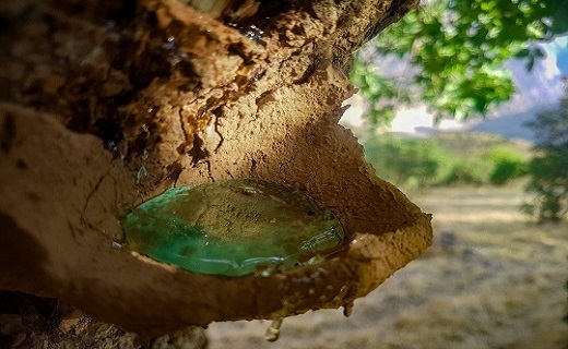 سوغات سنندج؛ از خوردنی&zwnj;ها تا صنایع دستی