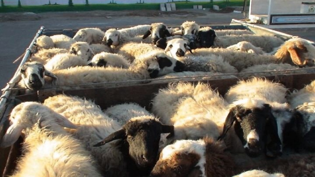 کشف ۱۱۷ رأس احشام قاچاق در دره شهر