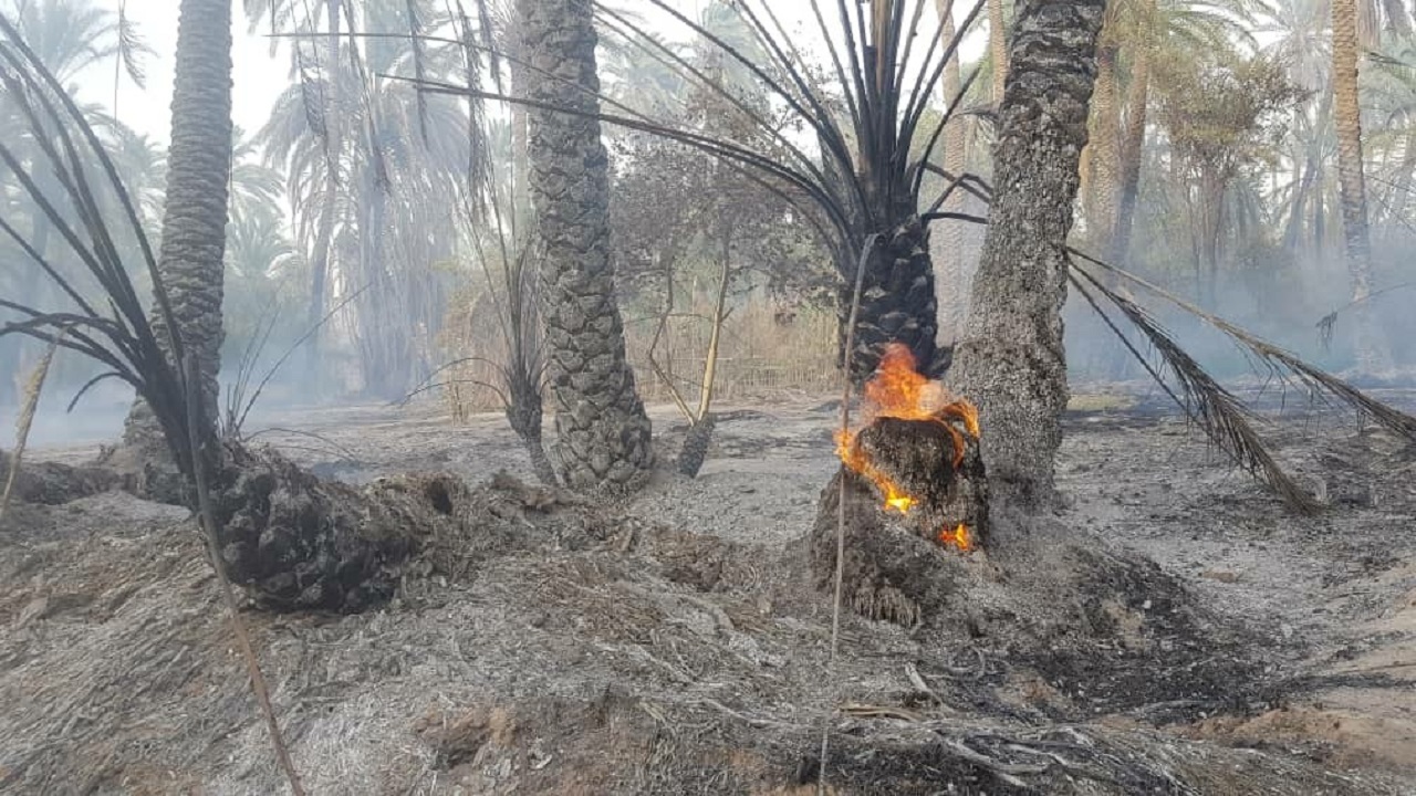 آتش در نخلستان‌های روستای کوپچ شهرستان لاشار مهار شد