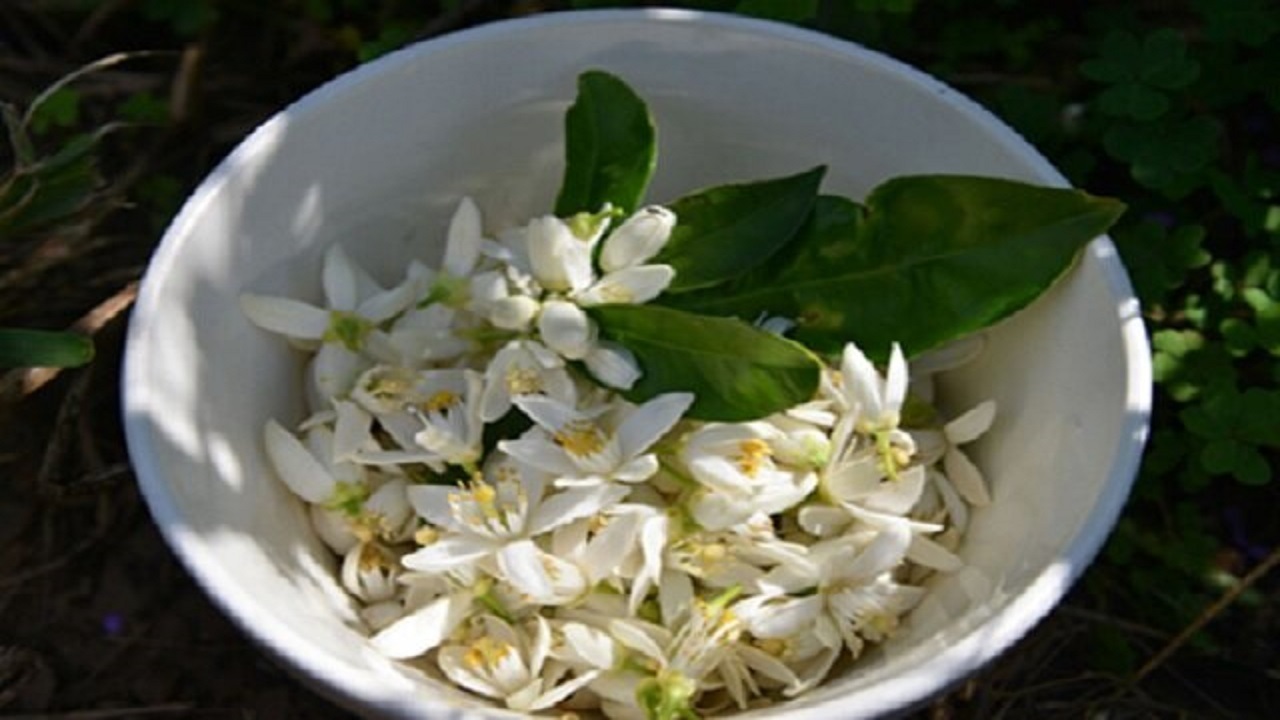 سوغات بهاری شیراز تهدیدی برای درختان نارنج