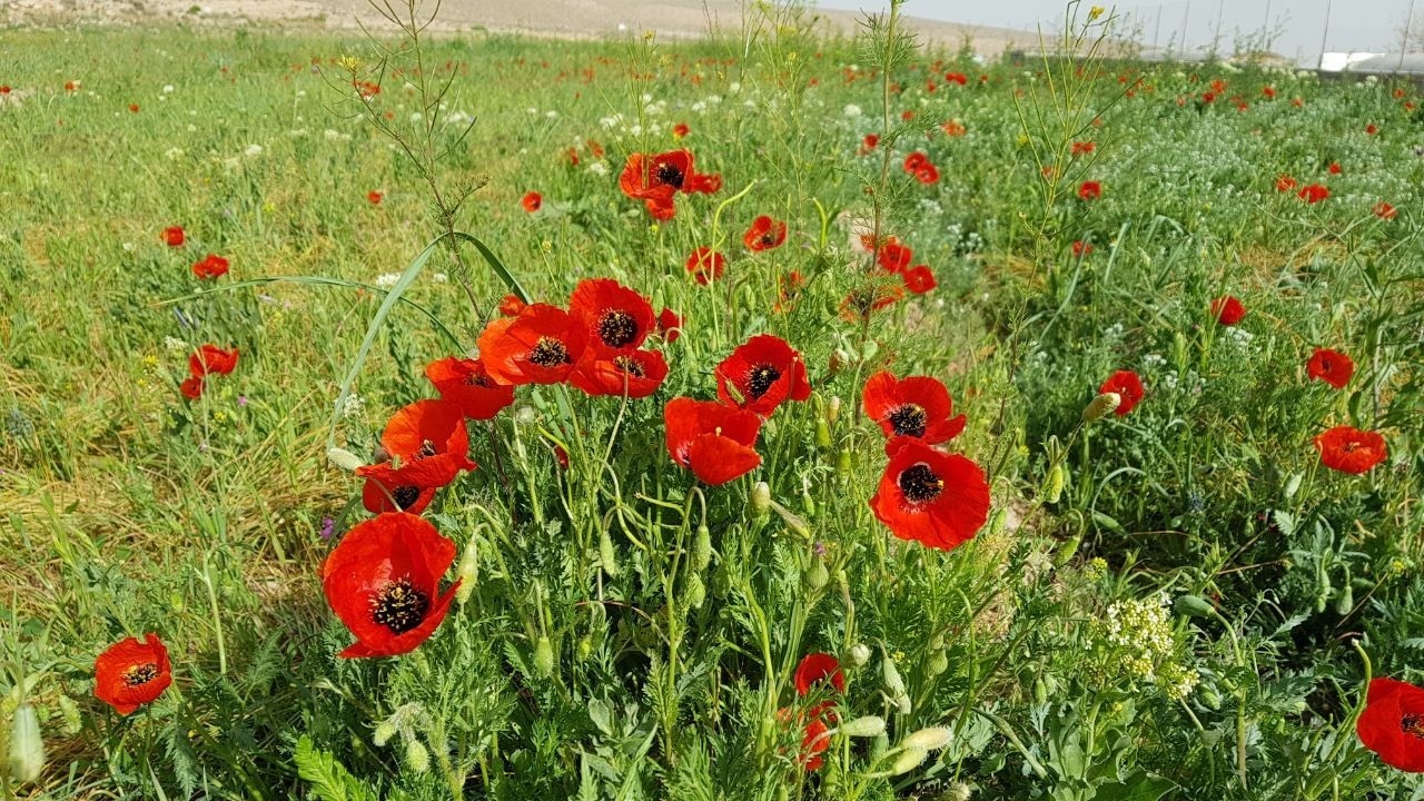 روز‌های بهاری آبیز شهرستان زیرکوه + تصاویر