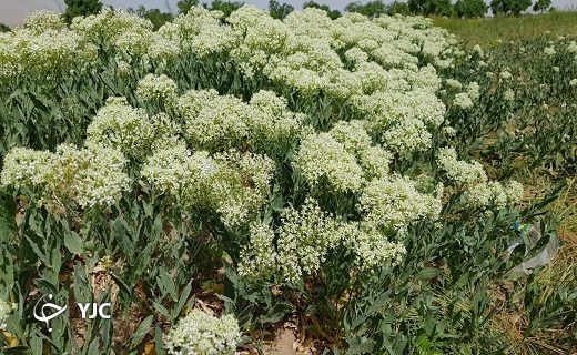روز&zwnj;های بهاری آبیز شهرستان زیرکوه + تصاویر