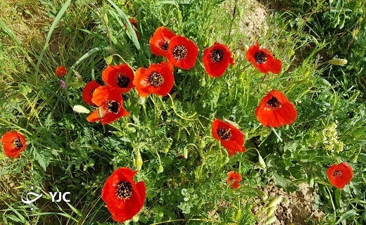 روز&zwnj;های بهاری آبیز شهرستان زیرکوه + تصاویر