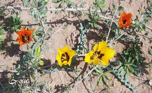 روز&zwnj;های بهاری آبیز شهرستان زیرکوه + تصاویر