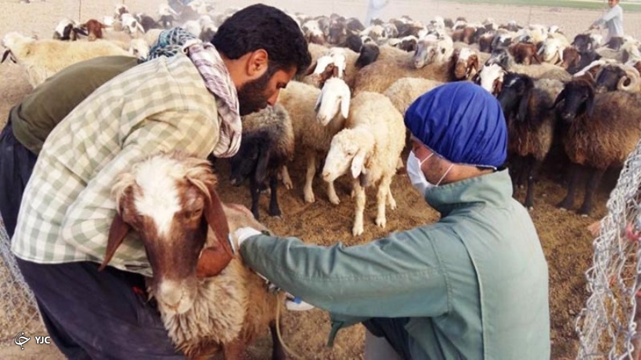 طرح رایگان مایه کوبی دام سبک در مهاباد آغاز شد