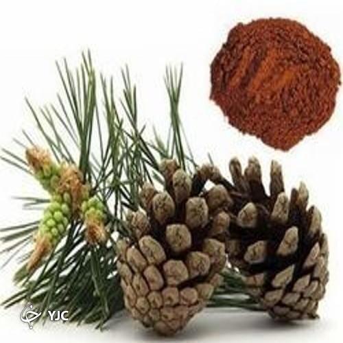 عصاره پوست درخت کاج