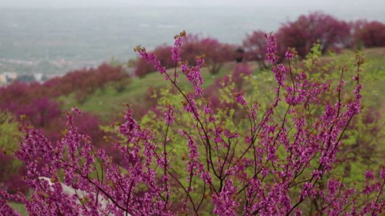 دهمین جشنواره گل ارغوان در تپه گلغندی ولایت پروان برگزار شد