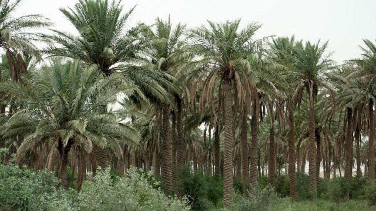استقبال نخل‌های برافراشته از گردشگران در روستای دهسلم