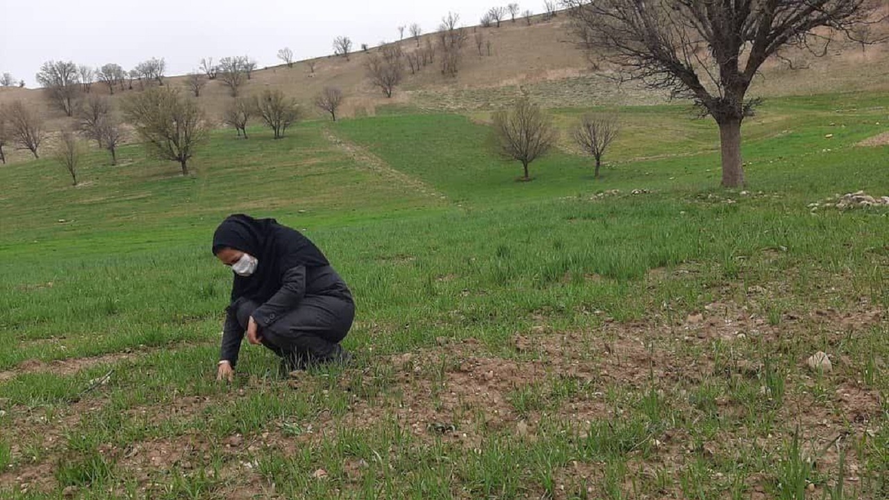آغاز پایش سن گندم، زنگ زرد و خسارت شب پره مینوز غلات در اردل