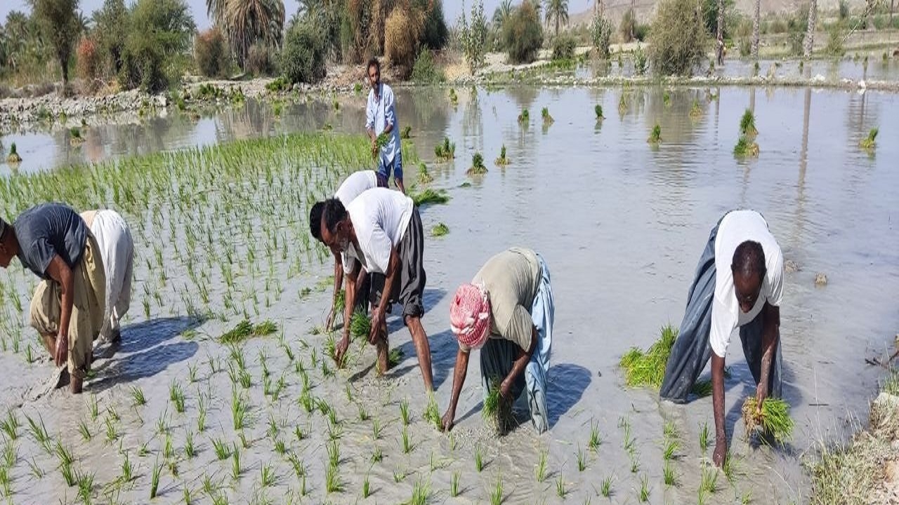 کاشت بهاره برنج در قصرقند